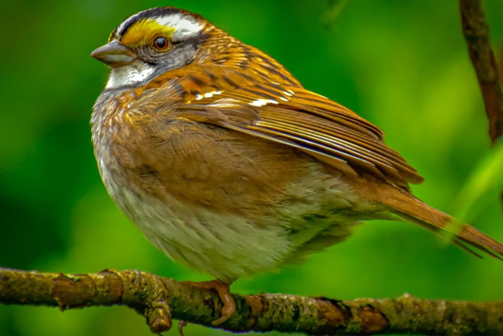 Sparrows At Bird Feeders